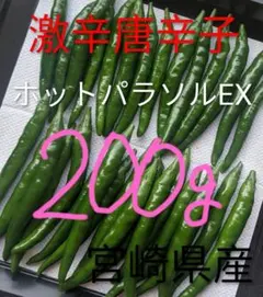 宮崎県産《新鮮》青唐辛子【ホットパラソルEX】(激辛)200g - メルカリ