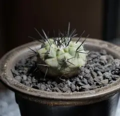 【超希少、開花球、子株8個】コピアポア　シネレア　黒王丸　白肌　幅10㎝　鉢付き 2025年最新】コピアポア シネレアの人気アイテム - メルカリ