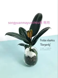 ■ songyuanmayumi964様 専用■おまとめ購入■