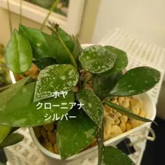 2025年最新】クローニアナシルバーの人気アイテム - メルカリ