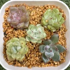 2026年最新】多肉植物 韓国苗 カットの人気アイテム - メルカリ