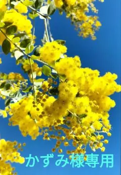 かずみ様専用　フレッシュ　ミモザ　パールアカシア　60サイズ