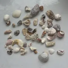 貝殻セット ハンドメイド素材