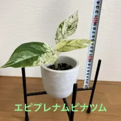 エピプレムナムピナツム　マーブル　1 根っこモリモリのサムネイル