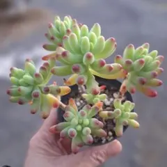 happy様 リクエスト 2点 まとめ商品