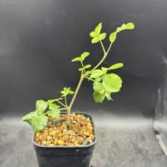 ブルセラ ファガロイデス挿木のサムネイル