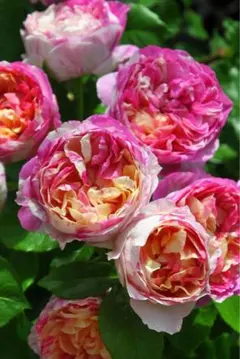 バラ苗 希少 強健 四季咲 強香 切花品種 薔薇苗 - メルカリ