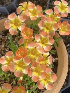 オキザリス Oxalis Candybox Pumpkin 球根のサムネイル