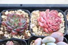 エケベリア2品種セット「Cortes&ピーチスモーク」