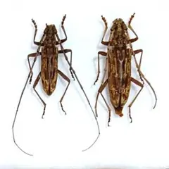 2026年最新】カミキリ 昆虫標本の人気アイテム - メルカリ