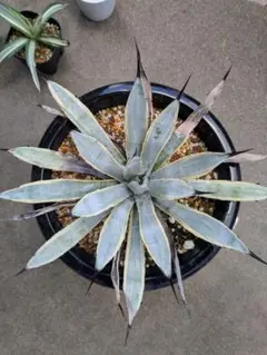 2026年最新】アガベ マクロアカンサ 中斑の人気アイテム - メルカリ