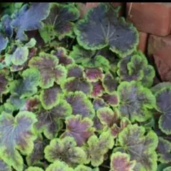 たまみ様 リクエスト 2点 まとめ商品