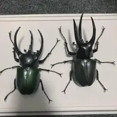 いきもの大図鑑アドバンス　コーカサスオオカブト スマトラ　モーレンカンプ　セット