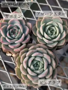 エケベリア3種セット