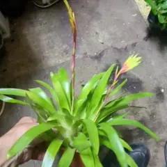 観葉植物写真