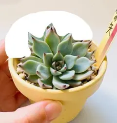 エケベリア　紫紺の矢　おらいさん苗　ミックスベリア　抜き苗　札付き　メルカリ便