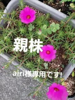 大輪宿根松葉牡丹 マツバボタン 苗を3本 メルカリ便のサムネイル