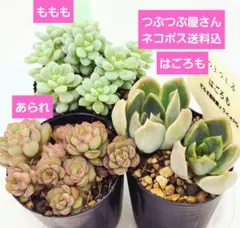2026年最新】つぶつぶ屋の人気アイテム - メルカリ