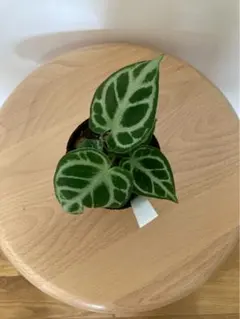 2026年最新】アンスリウム ドラヤキの人気アイテム - メルカリ