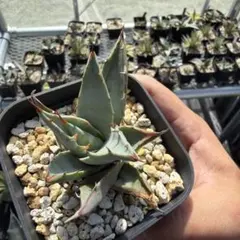 2025年最新】アガベシンプレックスの人気アイテム - メルカリ