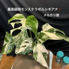 斑入りモンステラ ボルシギアナ ホワイトタイガー 茎挿し 茎伏せ 挿し木 斑入りモンステラ ボルシギアナ ホワイトタイガー 茎挿し 茎伏せ