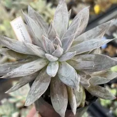 多肉植物　クライギアナチワワ