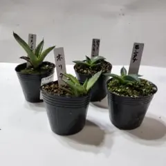 2026年最新】トランカータ 実生の人気アイテム - メルカリ