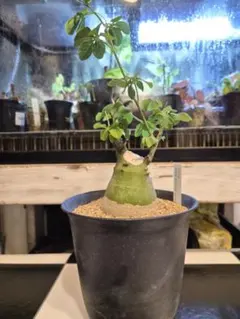 激レア/塊根植物】アデニア ペナンギアナ 鉢植え A-1 - メルカリ