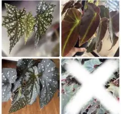 Top【選抜株】多肉植物　363363ベゴニア　9個　鉢無し/脱土 Top【選抜株】多肉植物 363363ベゴニア 9個 鉢無し/脱土 - メルカリ