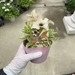 お月sama⭐︎様 リクエスト 5点 まとめ商品