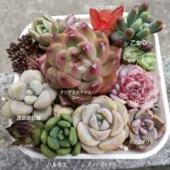 Cocoa様 リクエスト 2点 まとめ商品