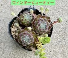 センペルビウム クリムゾンウェブ - メルカリ
