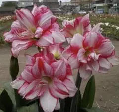 あっちっち様 リクエスト 3点 まとめ商品