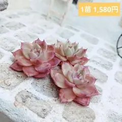 チャンヒー農場◎ルナ◎多肉植物 カット苗 輸入苗 エケベリア等 - メルカリ