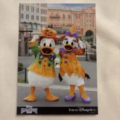 ディズニー ハロウィン 2026 写真 バラ スペフォ　ドナルド　デイジー