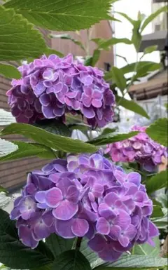 2026年最新】アジサイ苗の人気アイテム - メルカリ