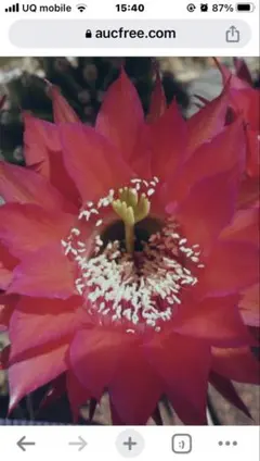 ロータス様 リクエスト 2点 まとめ商品