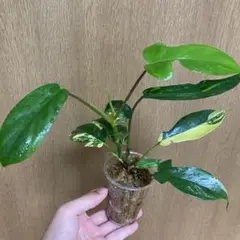 フィロデンドロン フロリダビューティー 斑入り 美株 観葉植物のサムネイル