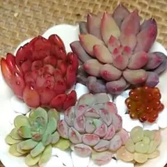 a.【つぶぷっくり系】多肉6苗セット　リンダリンダ　レア品種　韓国苗　多肉植物