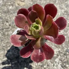 野うさぎのはな様 リクエスト 3点 まとめ商品