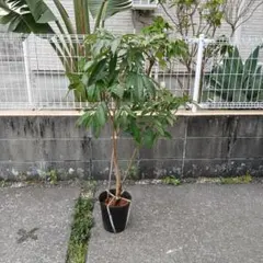 カレーリーフの大株 10年超え - メルカリ