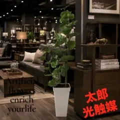 光触媒　人工観葉植物　ウォールグリーン　フェイクグリーン　シーグレープ11043のサムネイル