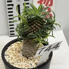 2025年最新】鉄甲丸 種の人気アイテム - メルカリ