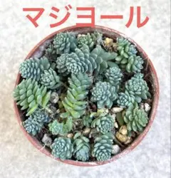 葉挿しっ子から鉢上げしたこれからが楽しみなマジヨール　エケベリア他　抜き苗6品種のサムネイル