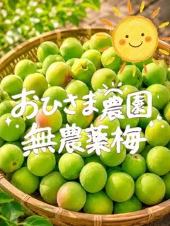 完熟ありが梅 梅干が簡単！約5kg（1.7kgx3袋） 無添加 1年でもカビない