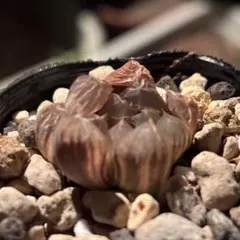 し*ま様 ハオルチア オブツーサ錦　北極の光錦　多肉植物