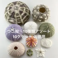 NO.68-177アーチン(ウニ殻) 10種類アソート　10ケセット お徳用