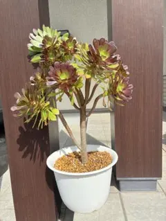 黒法師 アエオニウム 多肉植物 鉢ごとのサムネイル