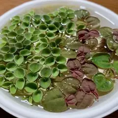 ネコポス発送価格❗️ 浮き草2種 サルビニアククラータ フィランサスフルイタンスのサムネイル