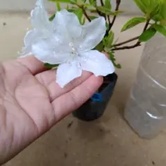 ASAMI39様 リクエスト 2点 まとめ商品